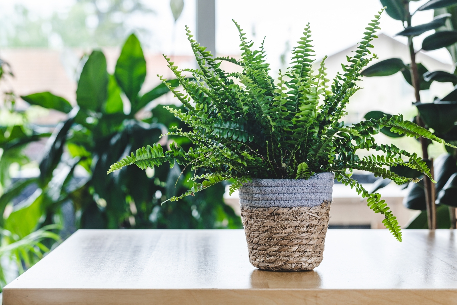 Plants And Art Take Center Stage At Portland Saturday Market