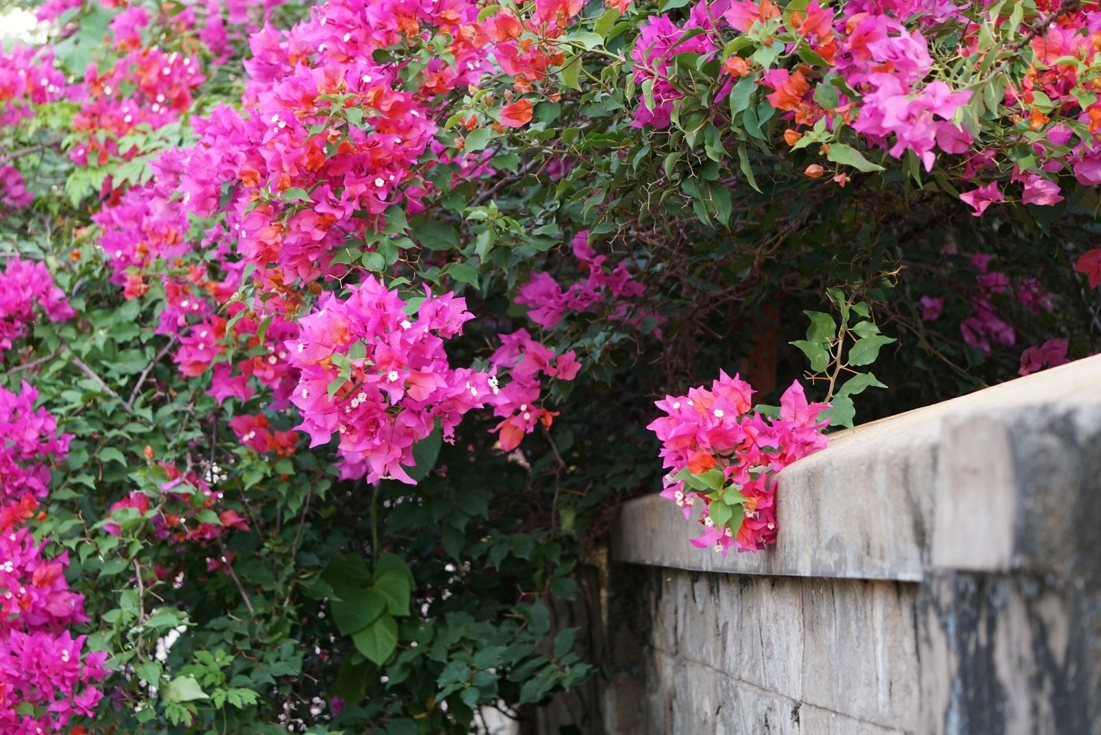Plants For A Spanish Style Garden In Arizona