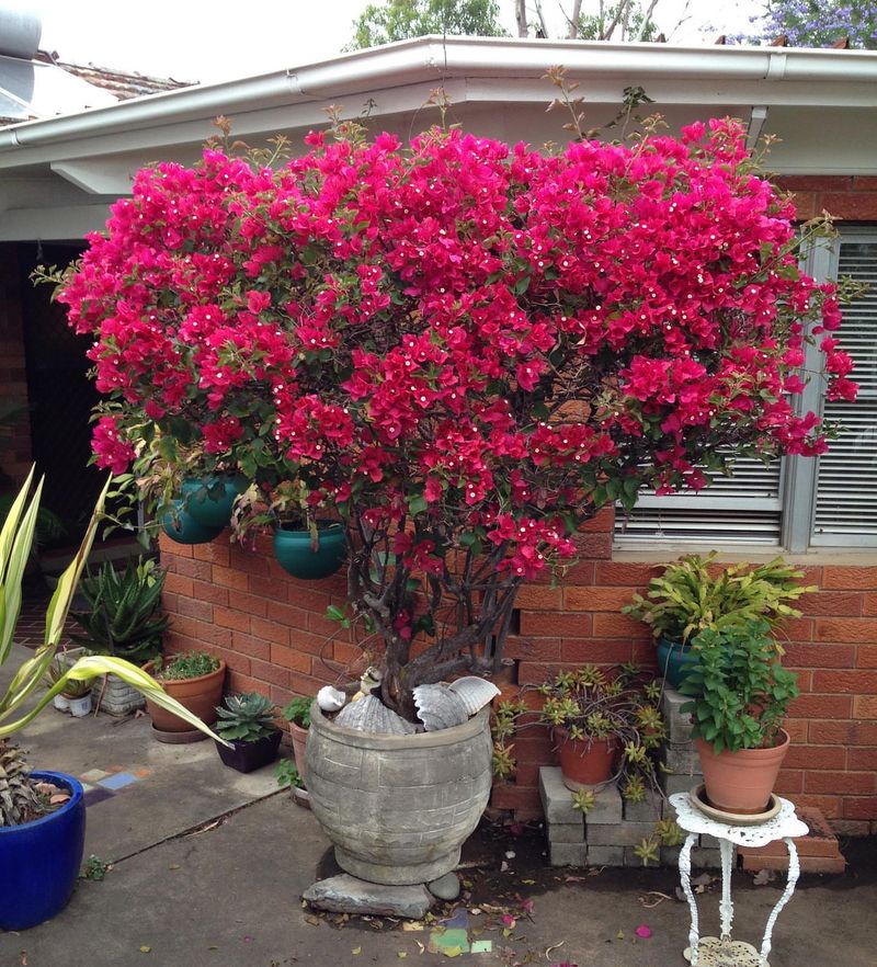 Bougainvillea: The Colorful Climber