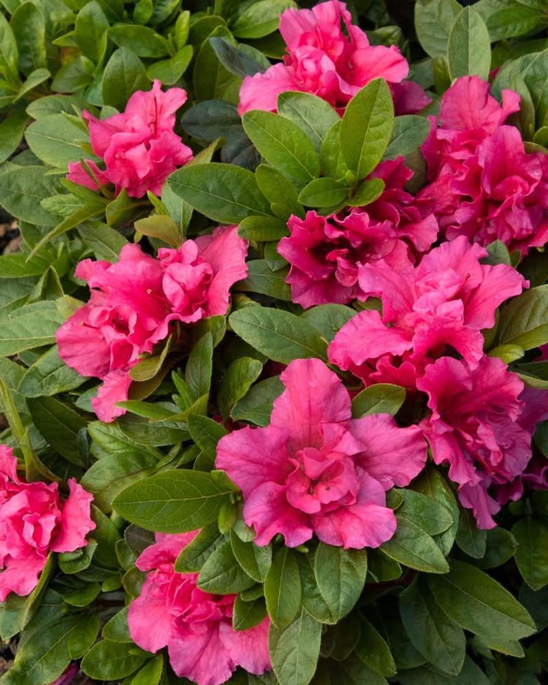 Azaleas Get Snipped Too Late