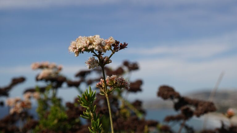 Coastal Buckwheat