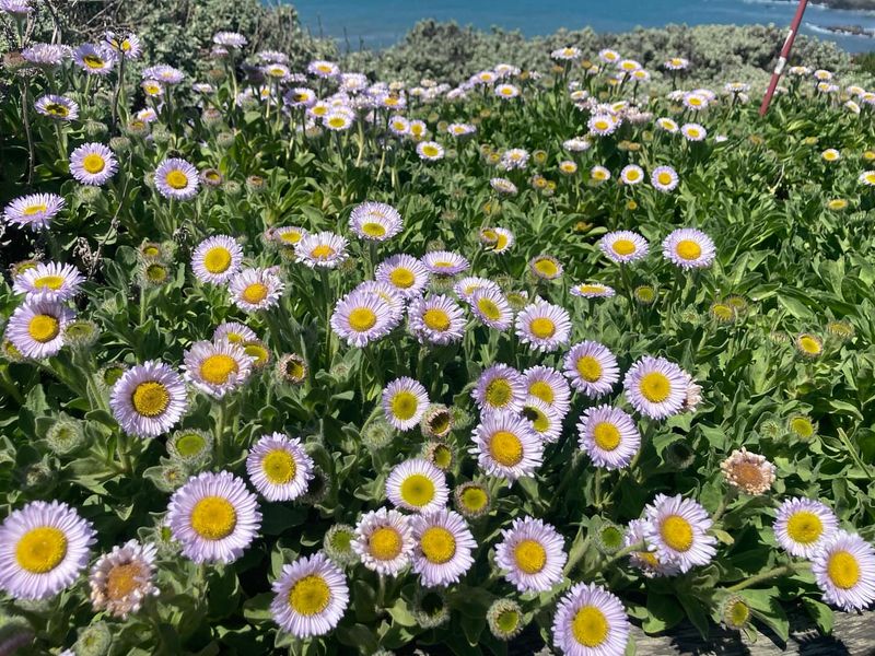 Seaside Daisy (Erigeron glaucus)
