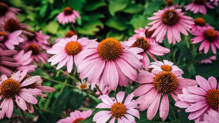 Purple Coneflower