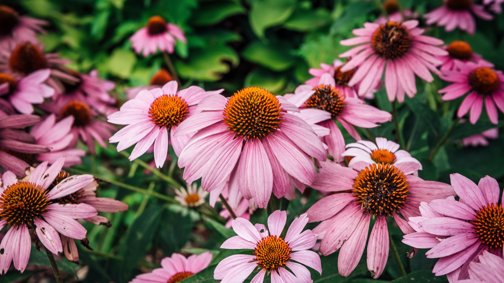 Plants That Are Backyard Buffet For Bees In Illinois