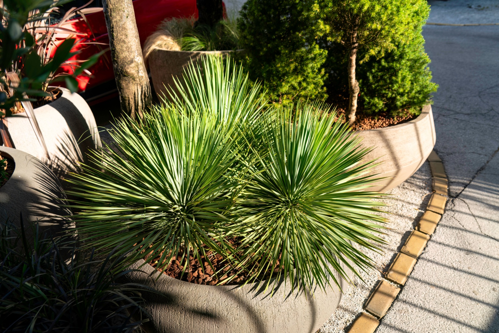 Plants That Could Grow Even If You Forget To Root Them Properly In Texas