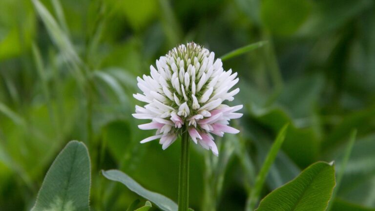 white dutch clover