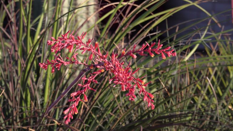 Red Yucca