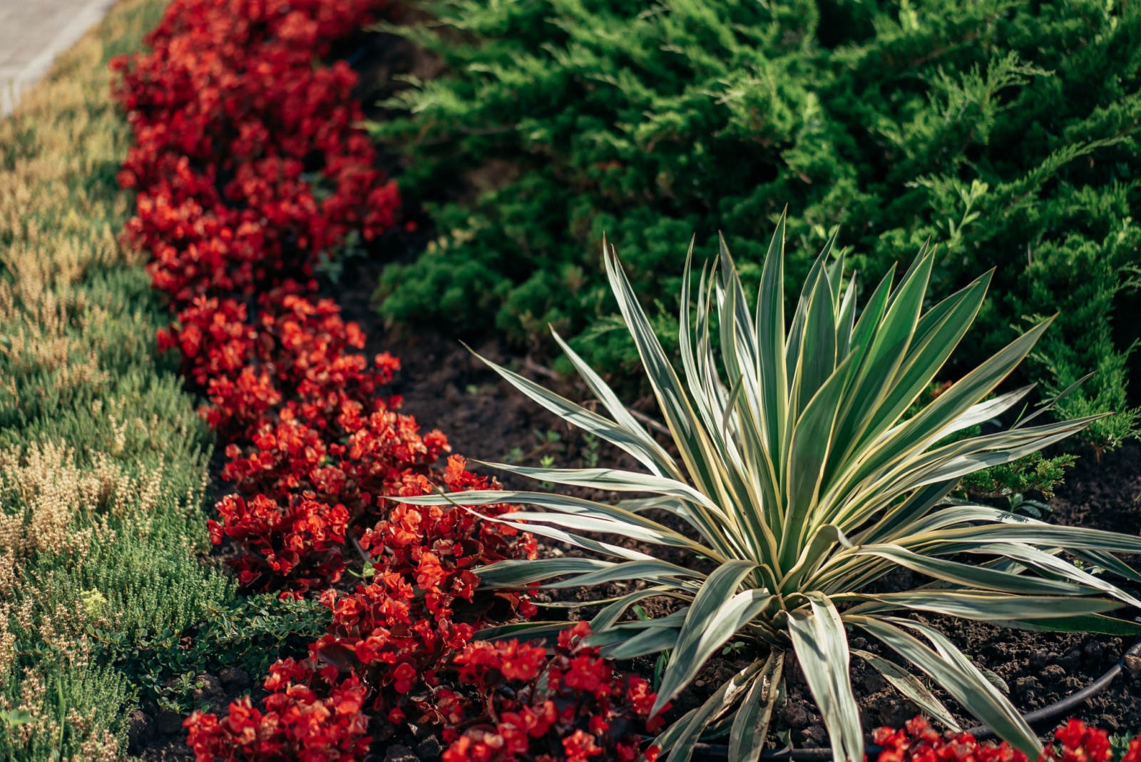 lantana and yucca