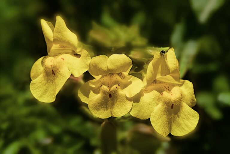 monkey flower