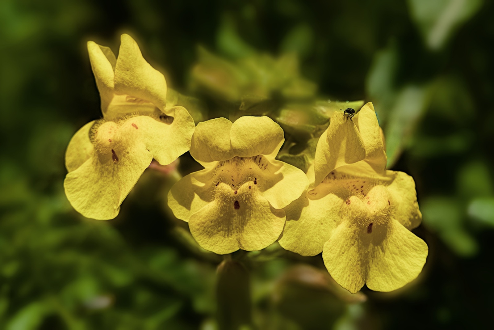 Plants With Names You’ll Never Forget From Across The United States