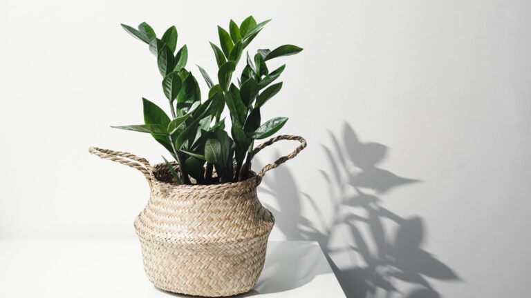 zz plant grown indoors