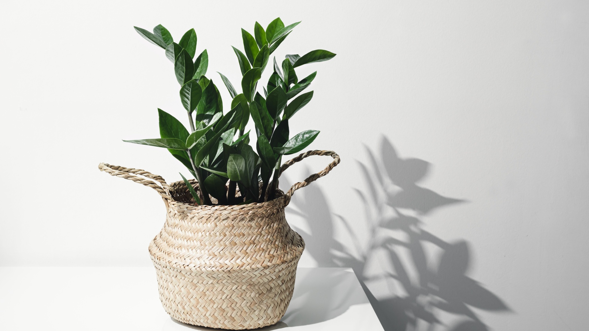 Plants You Can Grow Year-Round In California Apartments
