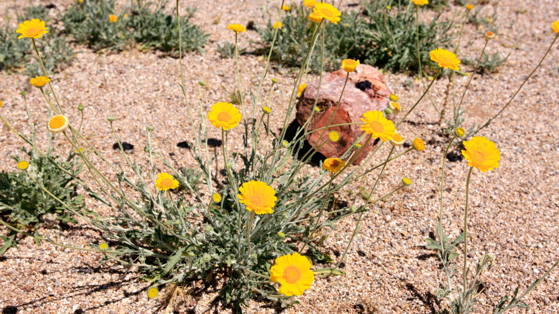 desert marigold