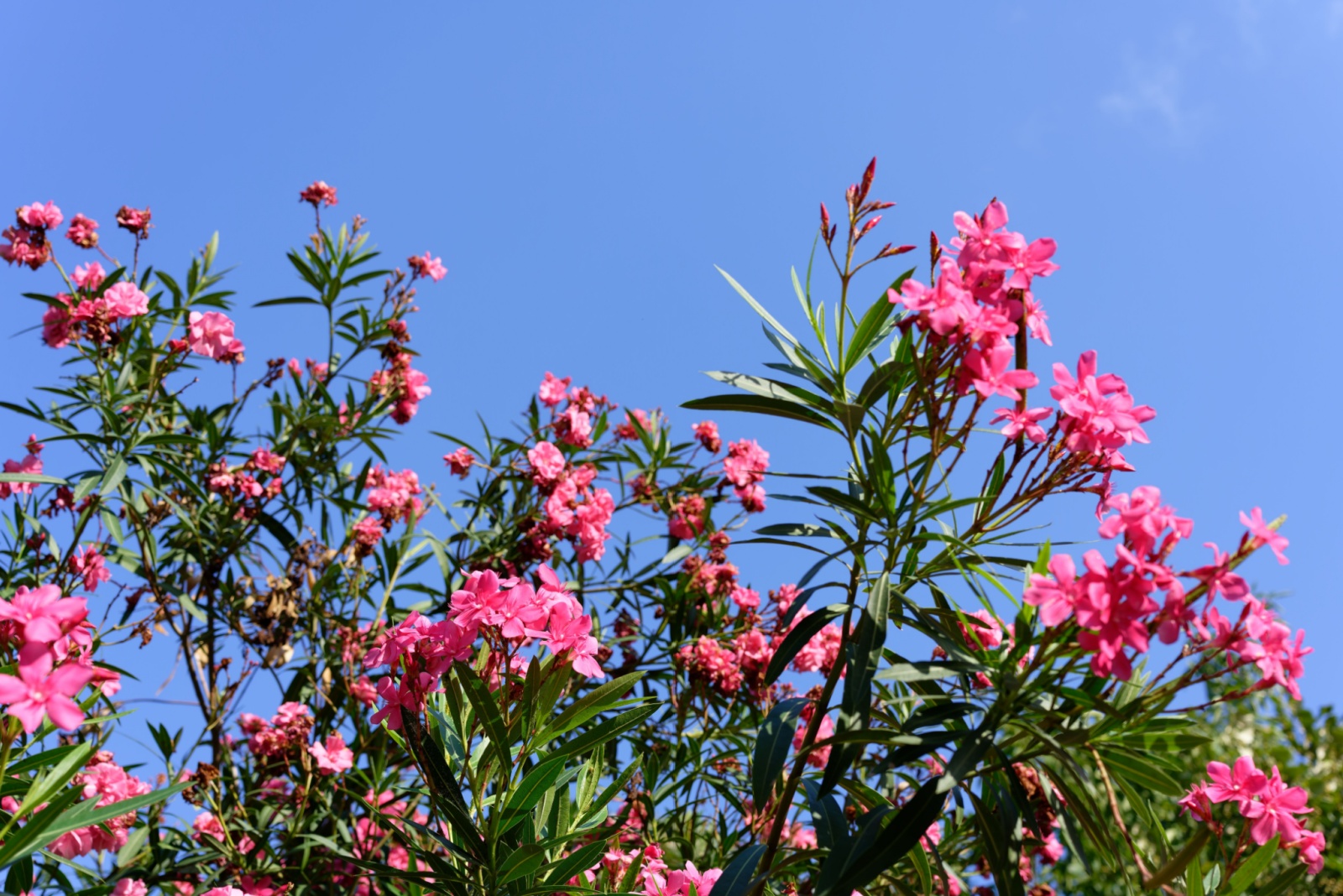 Plants You Should Never Let Grow Too Tall To Avoid HOA Trouble In Texas