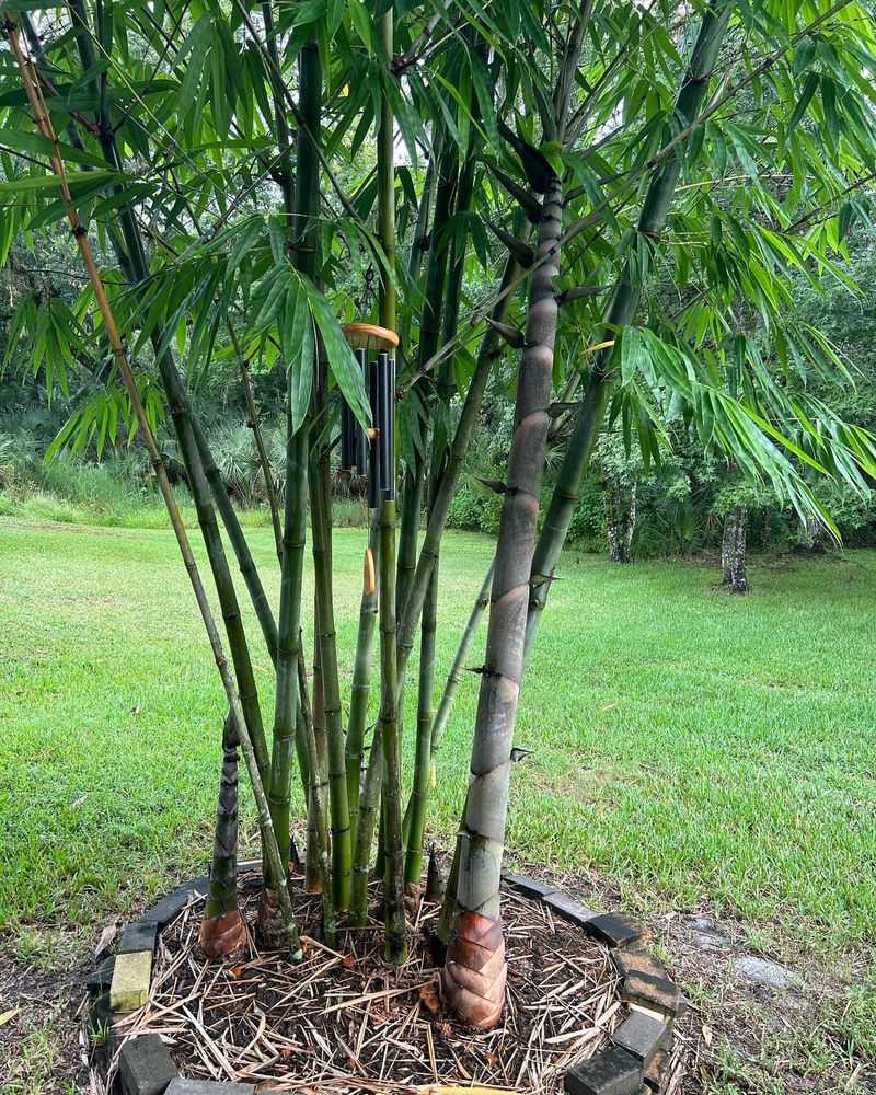 Bamboo's Sneaky Height Explosion