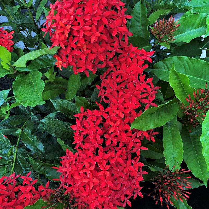 Ixora