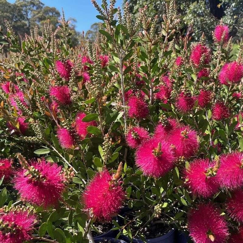 Bottlebrush (Callistemon spp.)