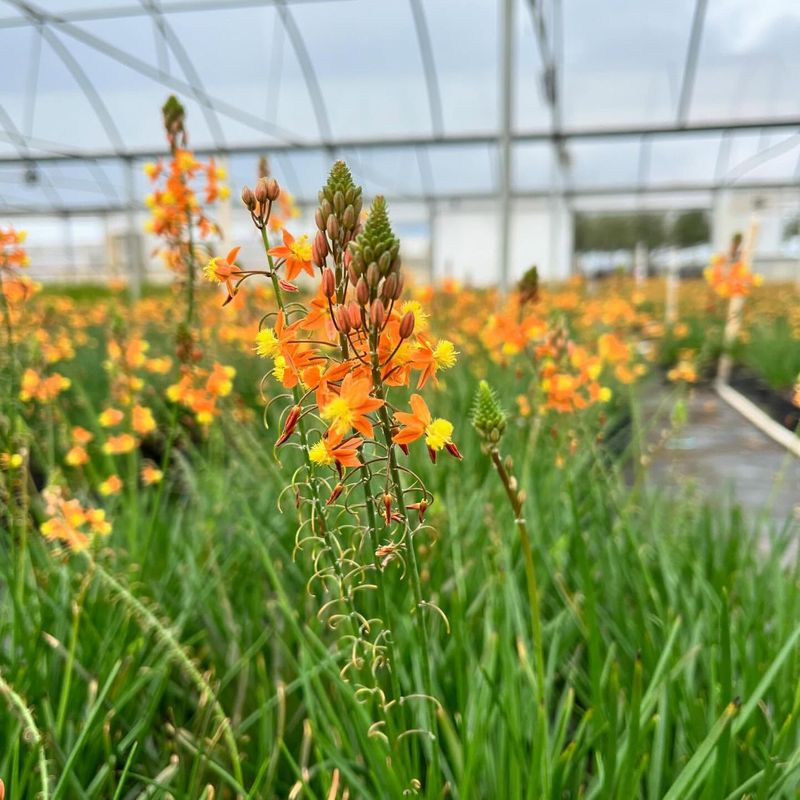 Bulbine