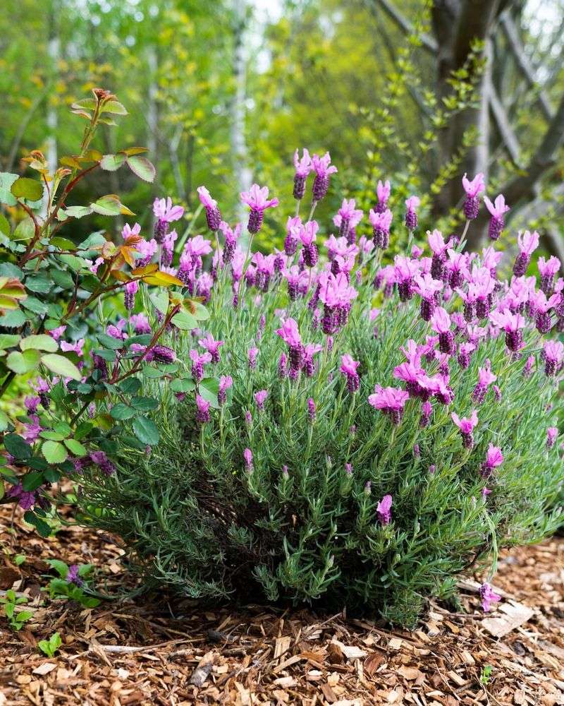 Lavender