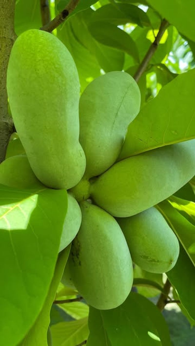 Pawpaws