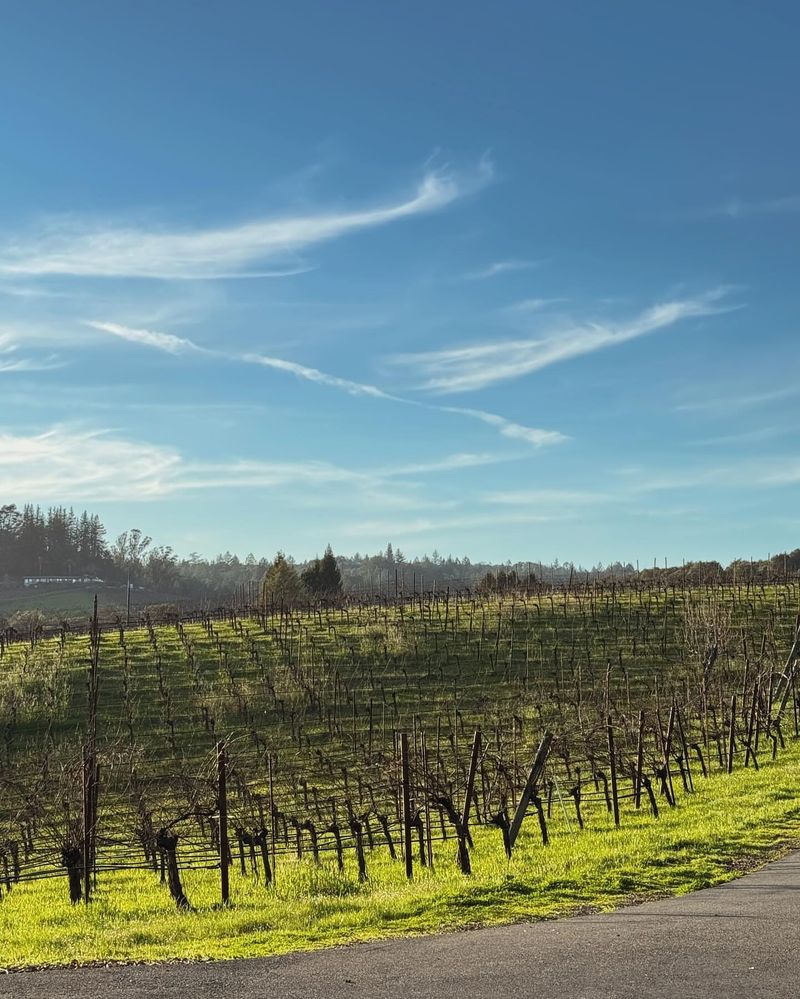 Guerneville: Redwoods And River Valley Vineyards