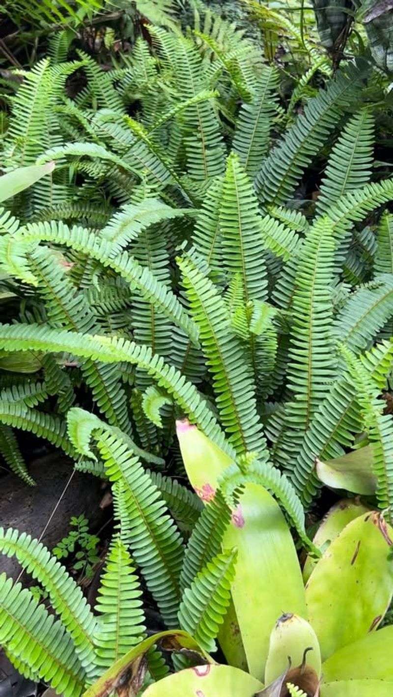 Fern Gully Miniatures