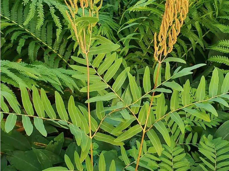 Shade-Tolerant Native Shrub and Fern Combinations