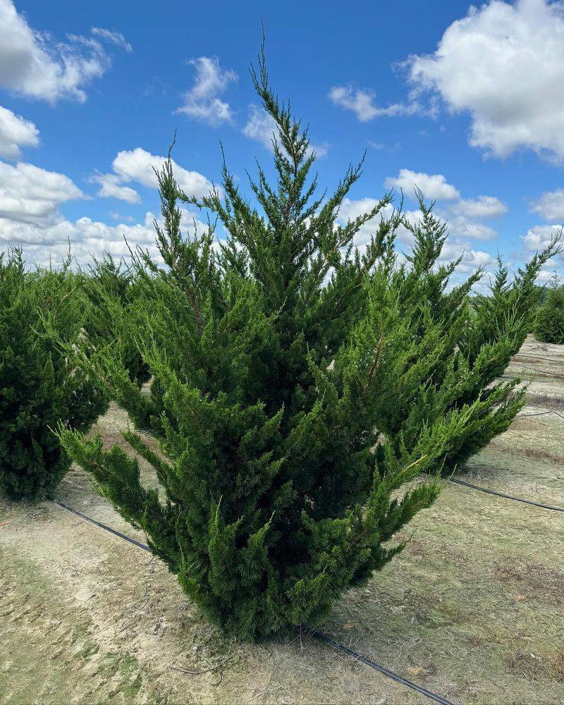 Hollywood Juniper