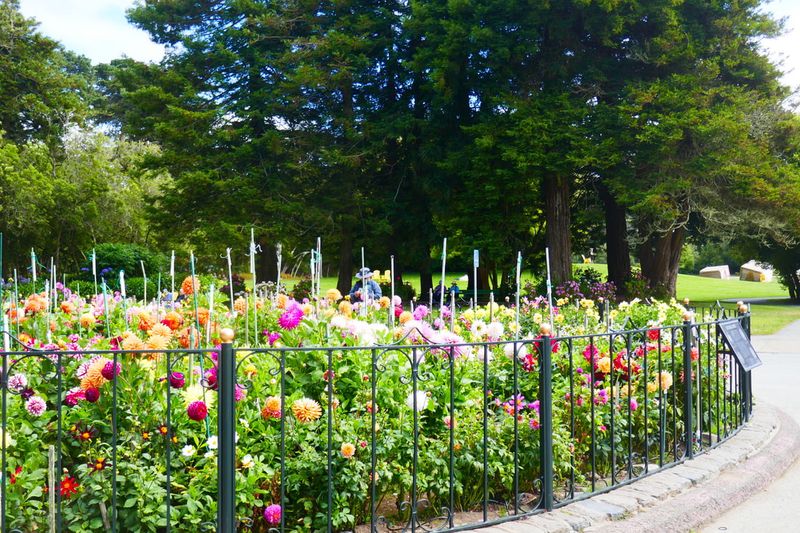 Julian's Mountain Dahlia Sanctuaries