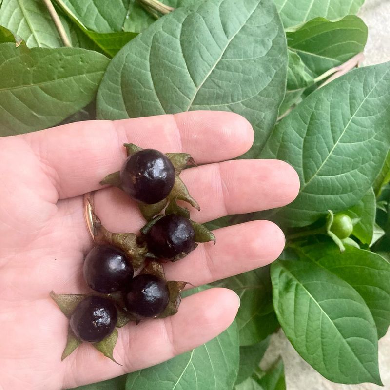 Deadly Nightshade: Beauty With a Dark History