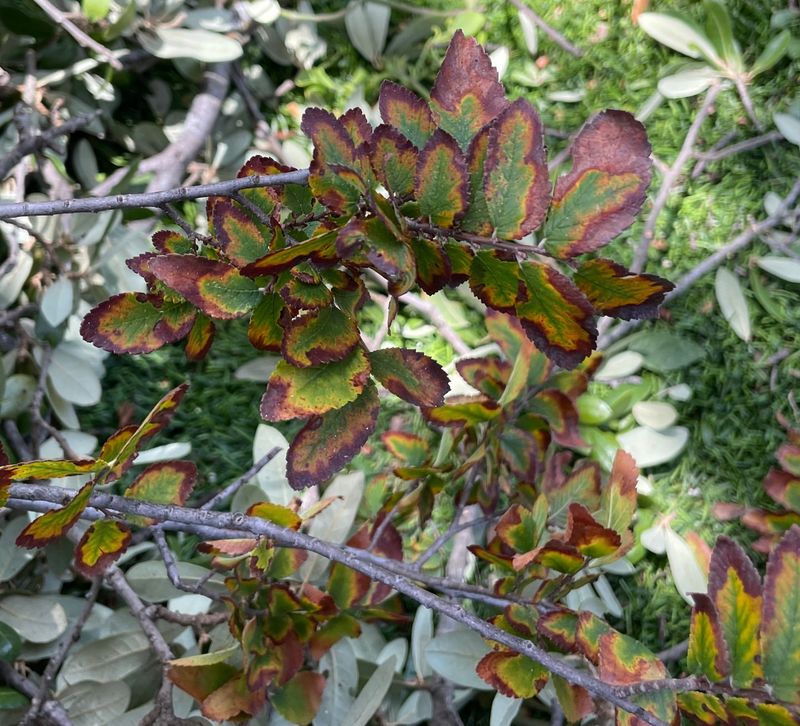 Diseased Plant Material