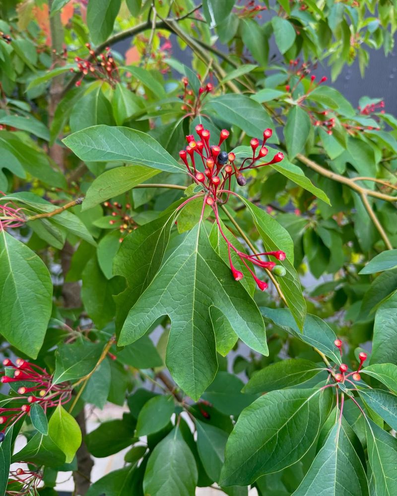 Sassafras: The Original Root Beer