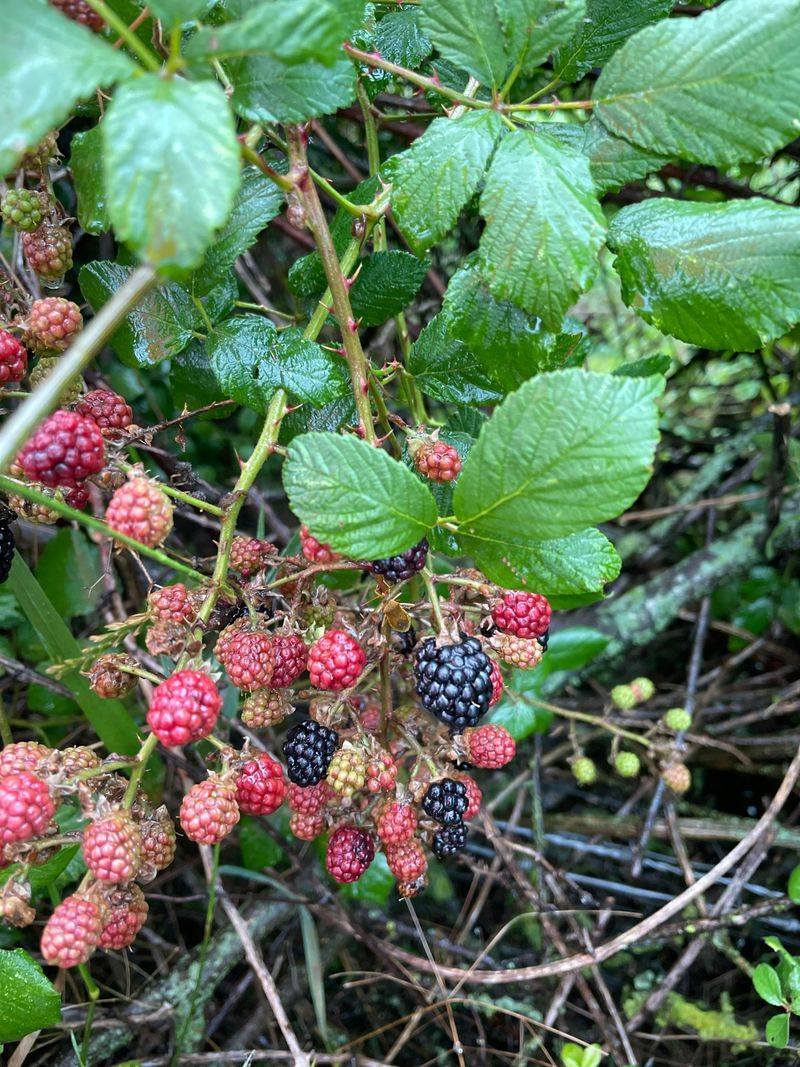 Blackberry Bushes (Rubus spp.)