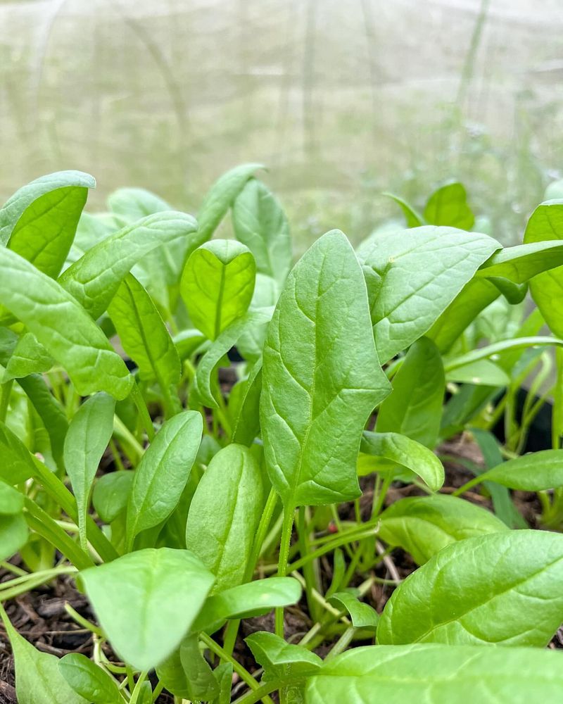 Spinach