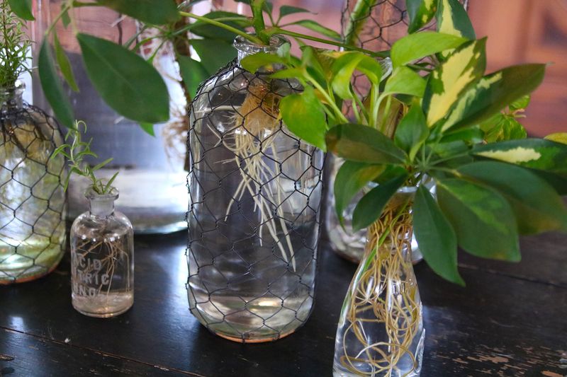 Herbs (Mint or Basil)