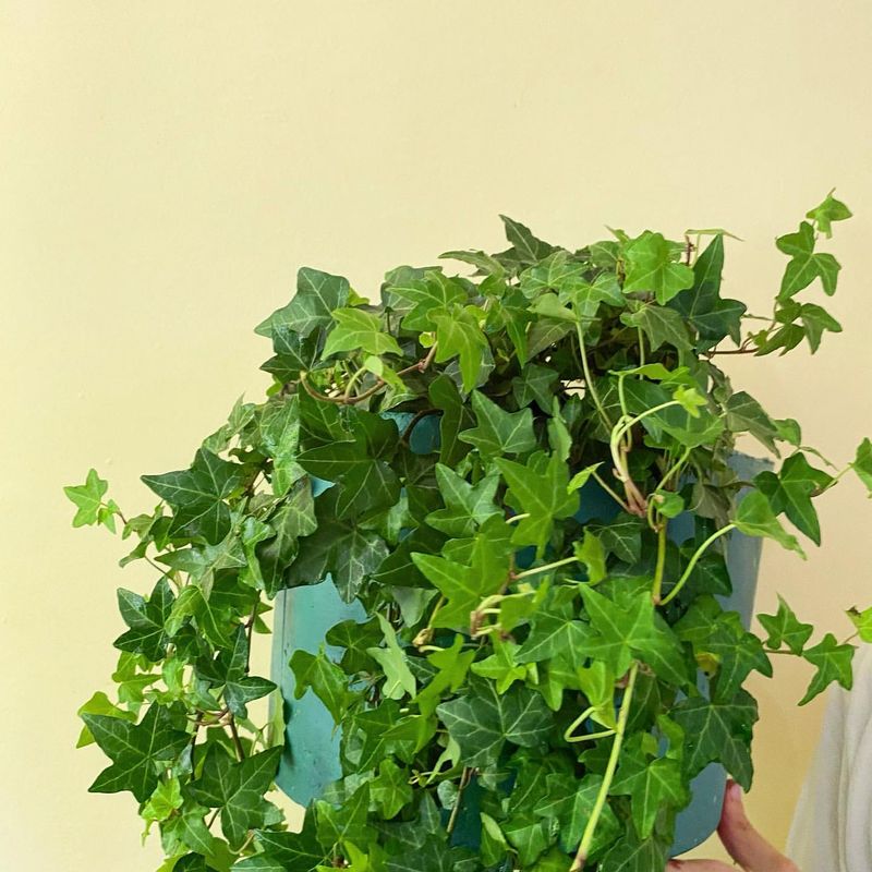 English Ivy