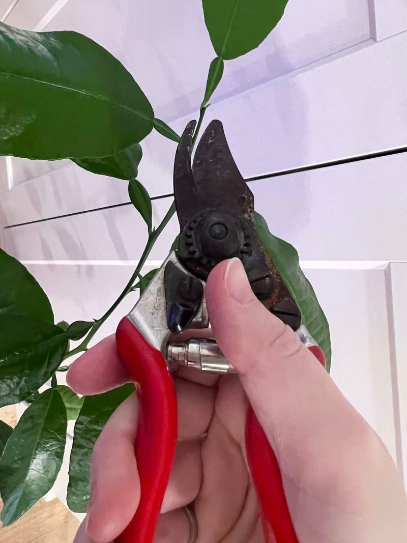 Prune For Health And Size Control