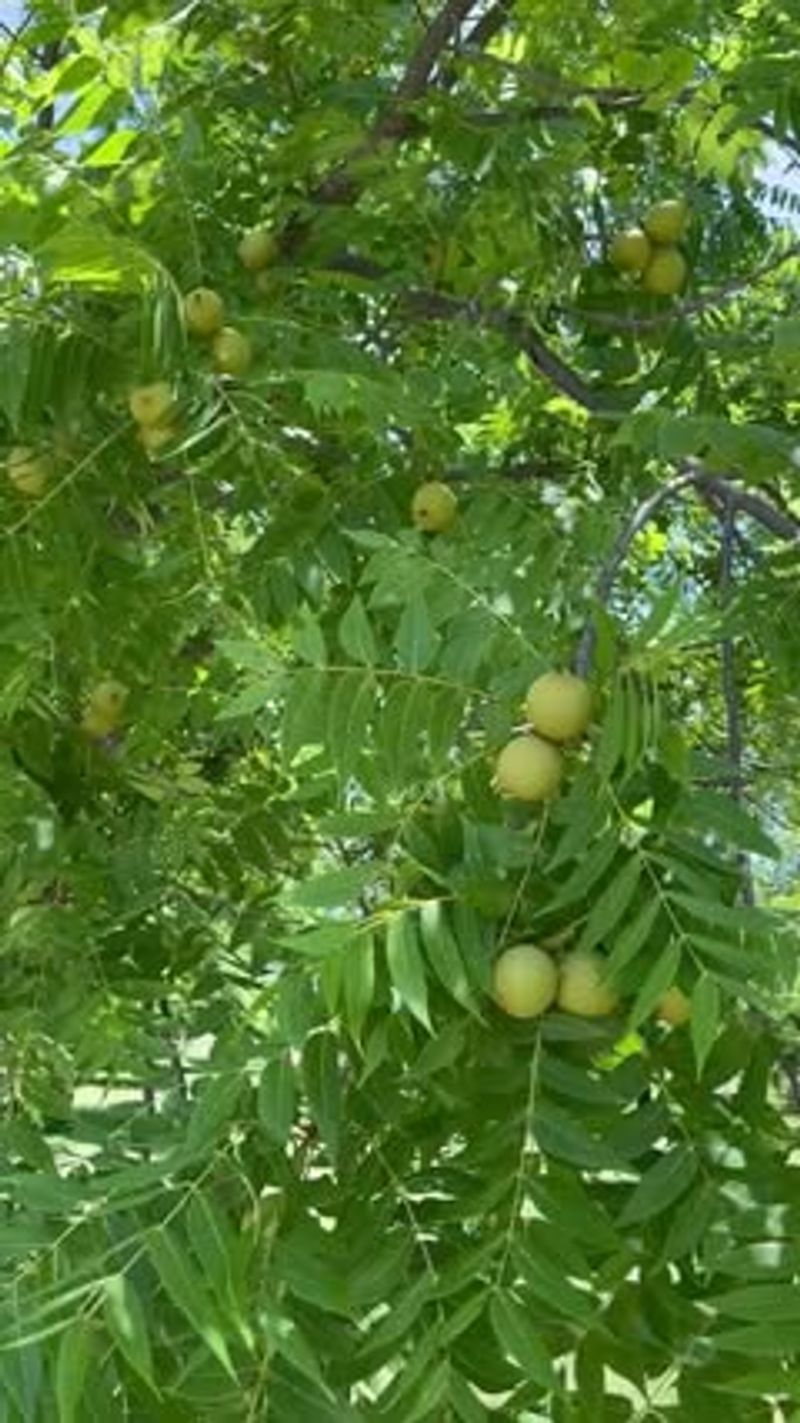 Nut Trees As Canopy Layer