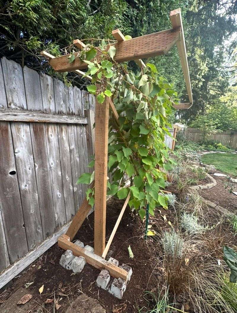 Edible Vine Frameworks For Exhibits