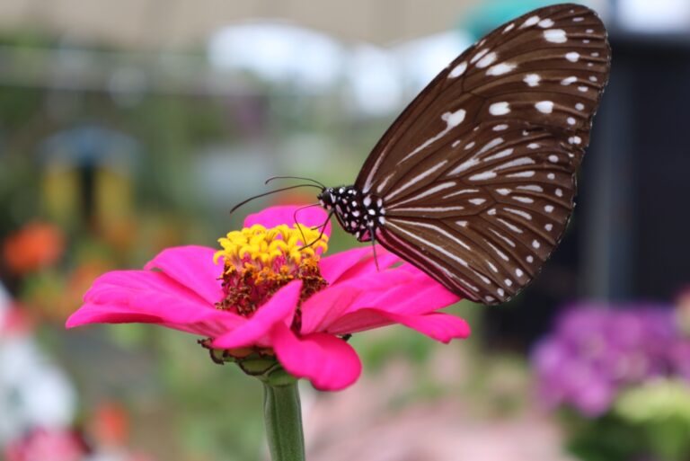 butterfly on a pink zinnia flower