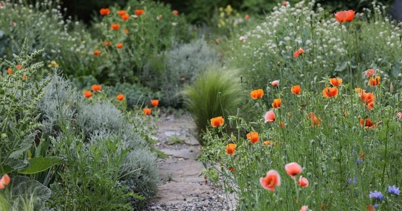 Water-Wise Gardening Techniques