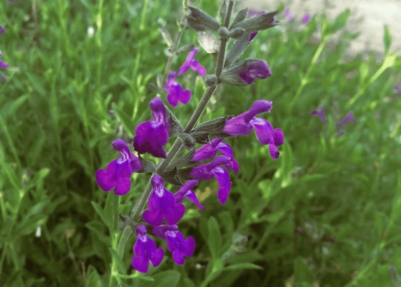 Edible Flower Border
