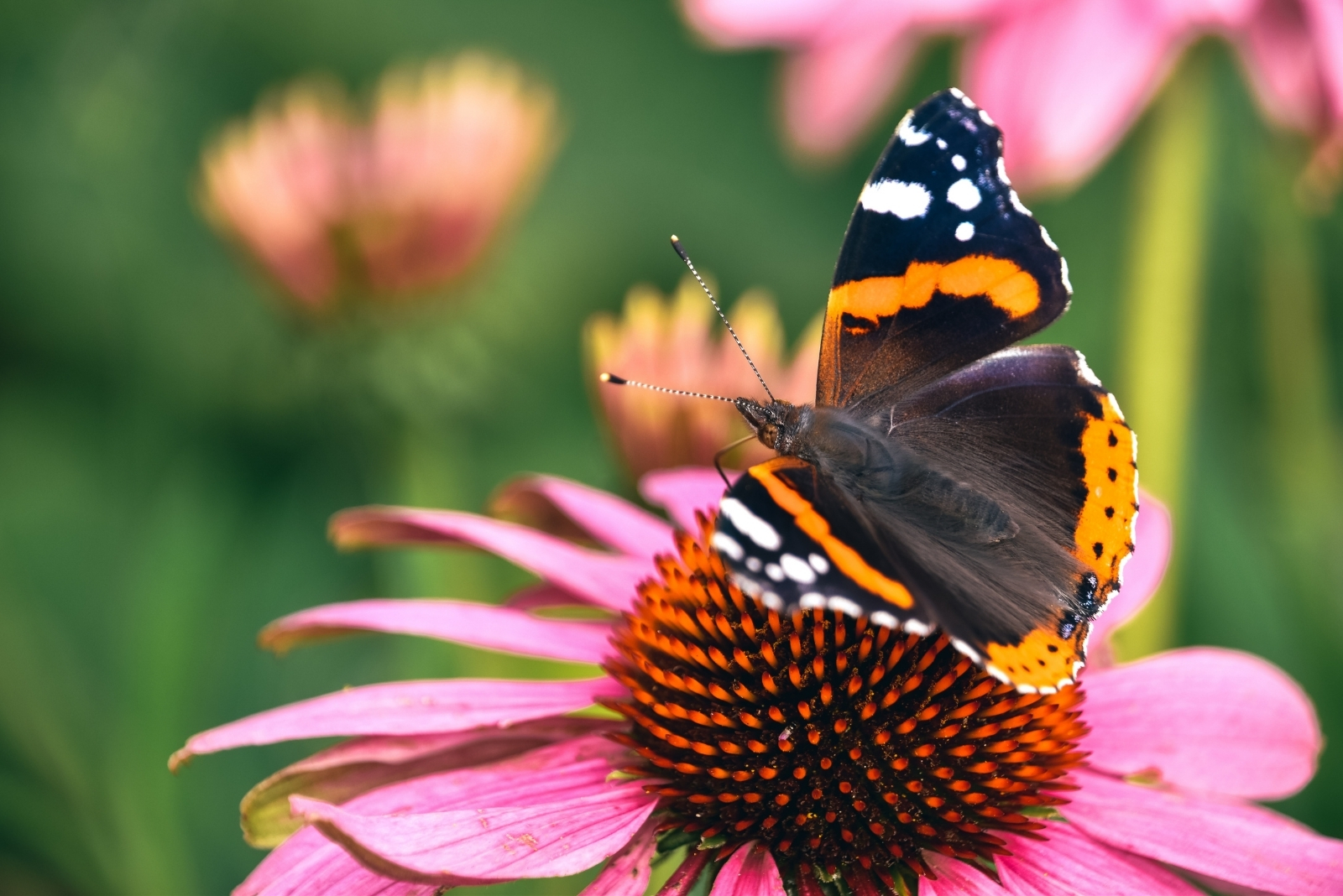 Pollinator Meadow Takes Center Stage At San Antonio Botanical Garden