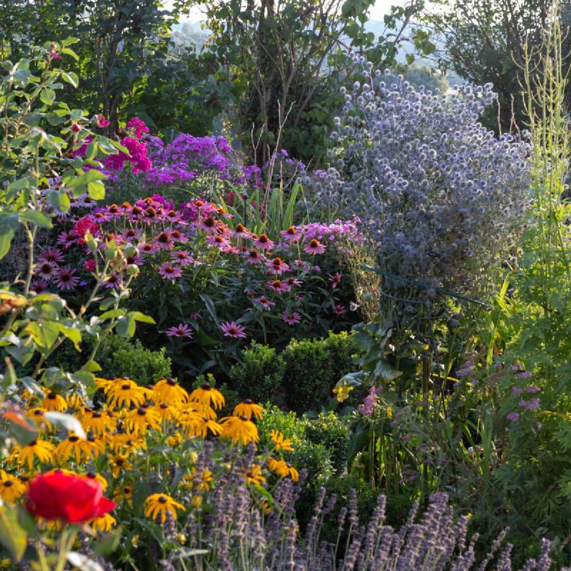 Wallet-Friendly Wild Beauty