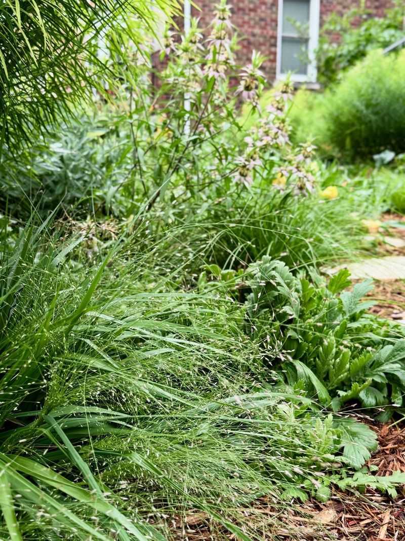 Ground-Hugging Native Ferns And Sedges For Tiny Critters