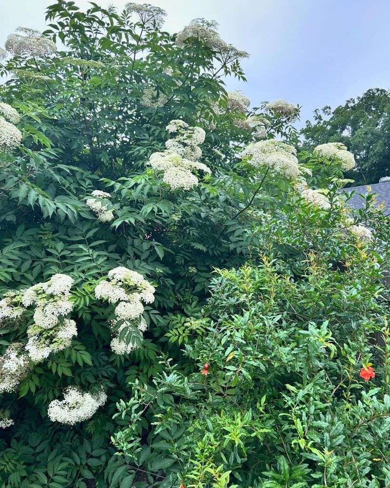 Privacy Screen With York Elderberry