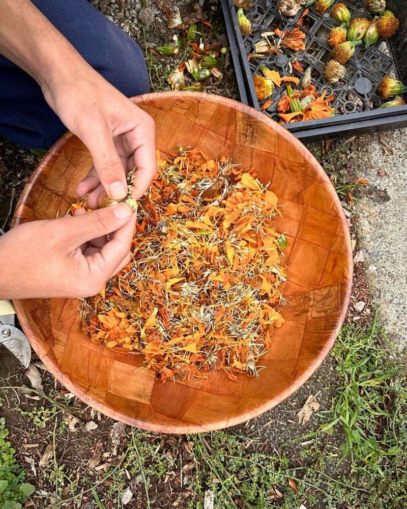 Seed Saving Rituals