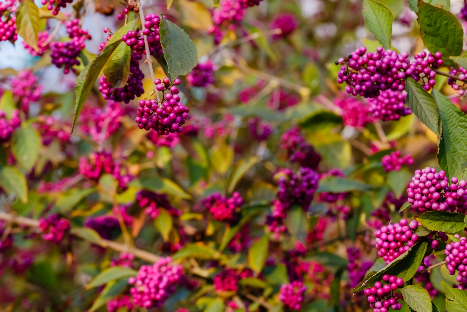 Pollinator Shrubs Louisville Gardeners Could Use For Living Fences This Fall