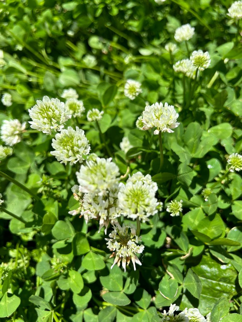 Microclimate Management