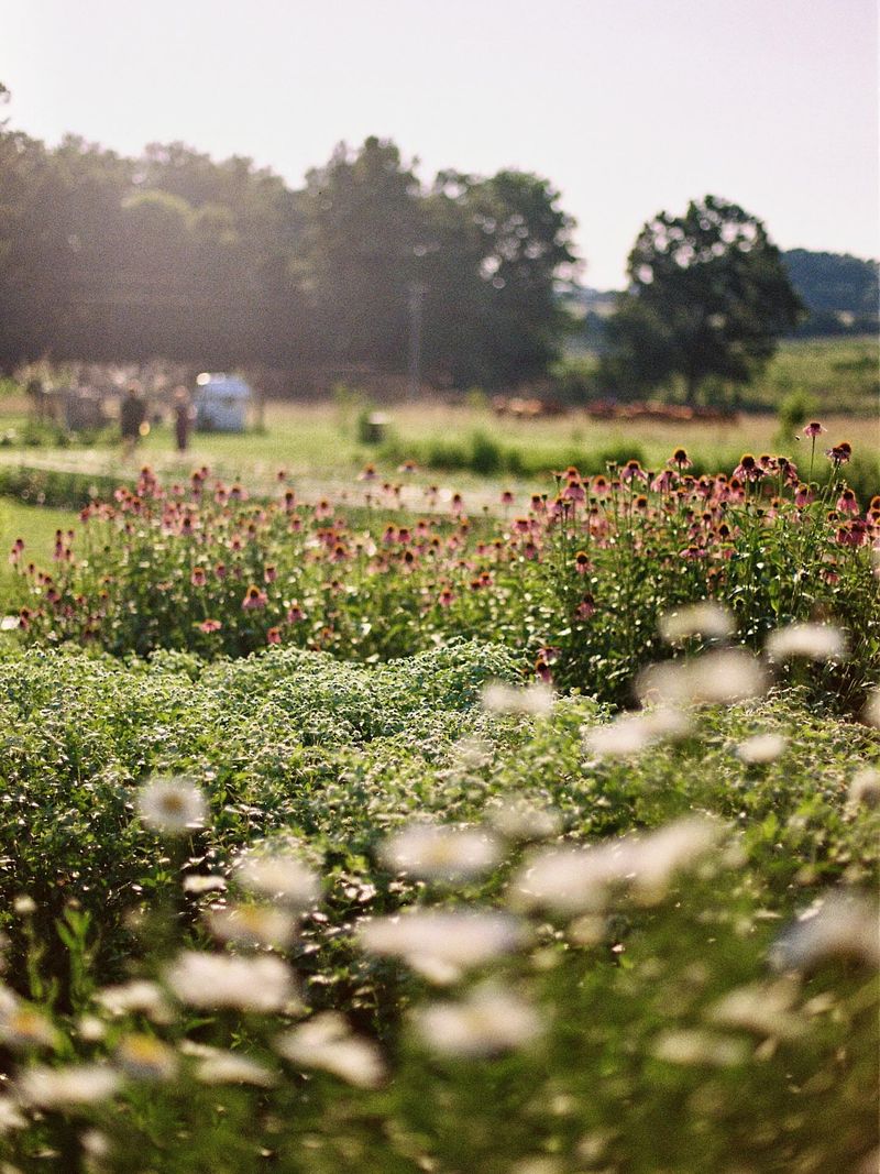 Less Mowing, More Free Time